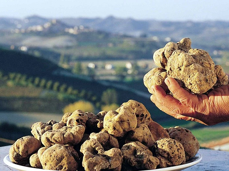 Tartufo bianco delle colline samminiatesi tra le mani di un Tartufaio