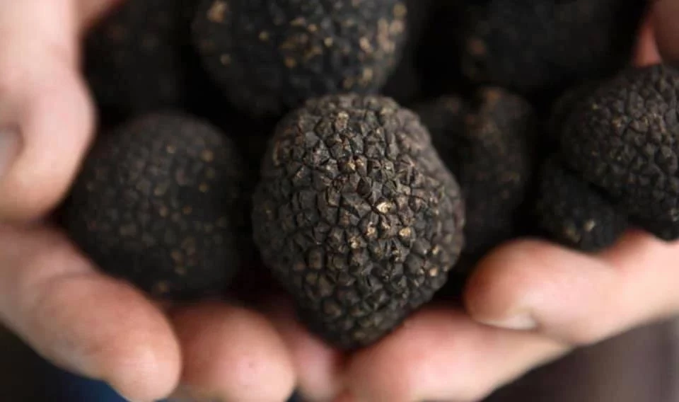 Tartufo di San Miniato, materia prima usata per diversi piatti della tradizione locale