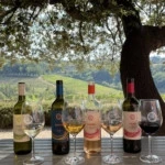 degustazione vini experience